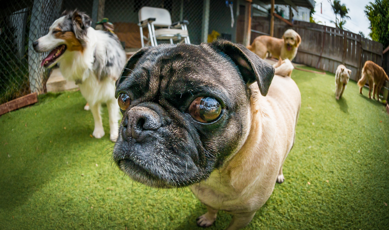 Services & Rates Coastal Pet Sitters