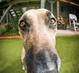 Sami - Coastal Pet Sitters mascot