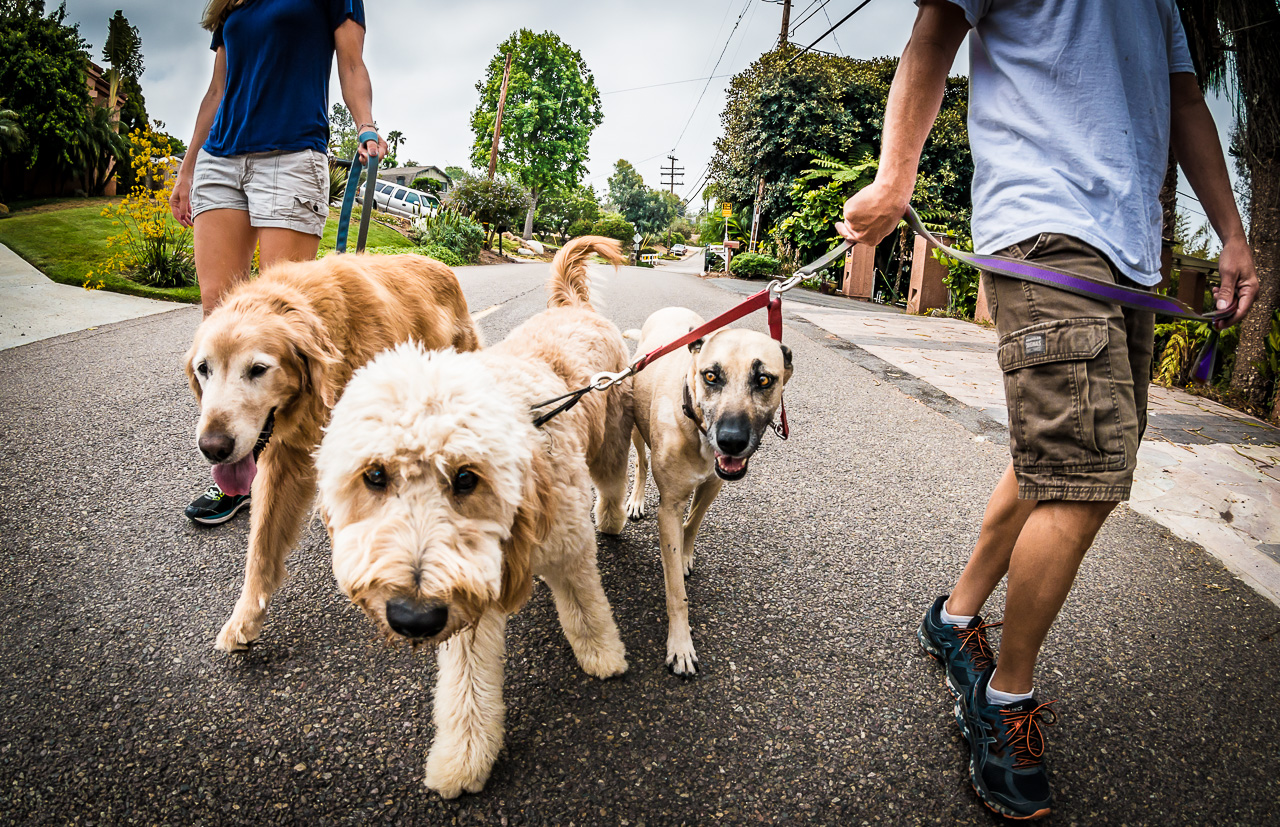 Blog Coastal Pet Sitters