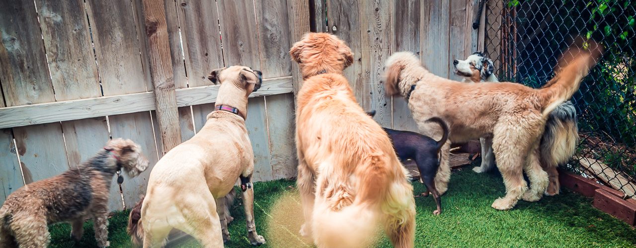 Pet Sitters Dog Boarding Coastal Pet Sitters