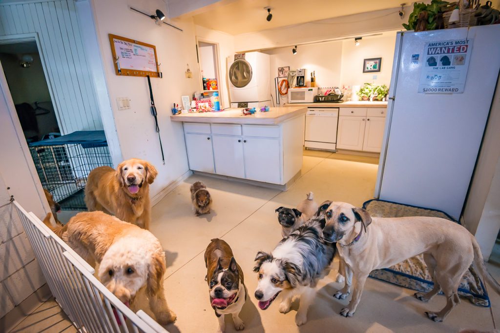 Dog Boarding Coastal Pet Sitters