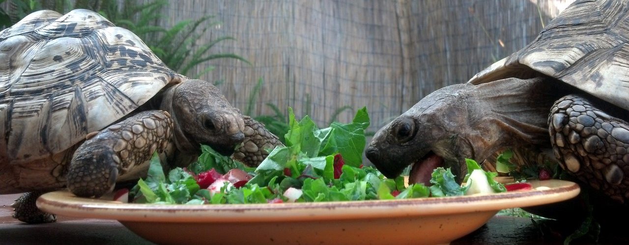 Happy turtles!