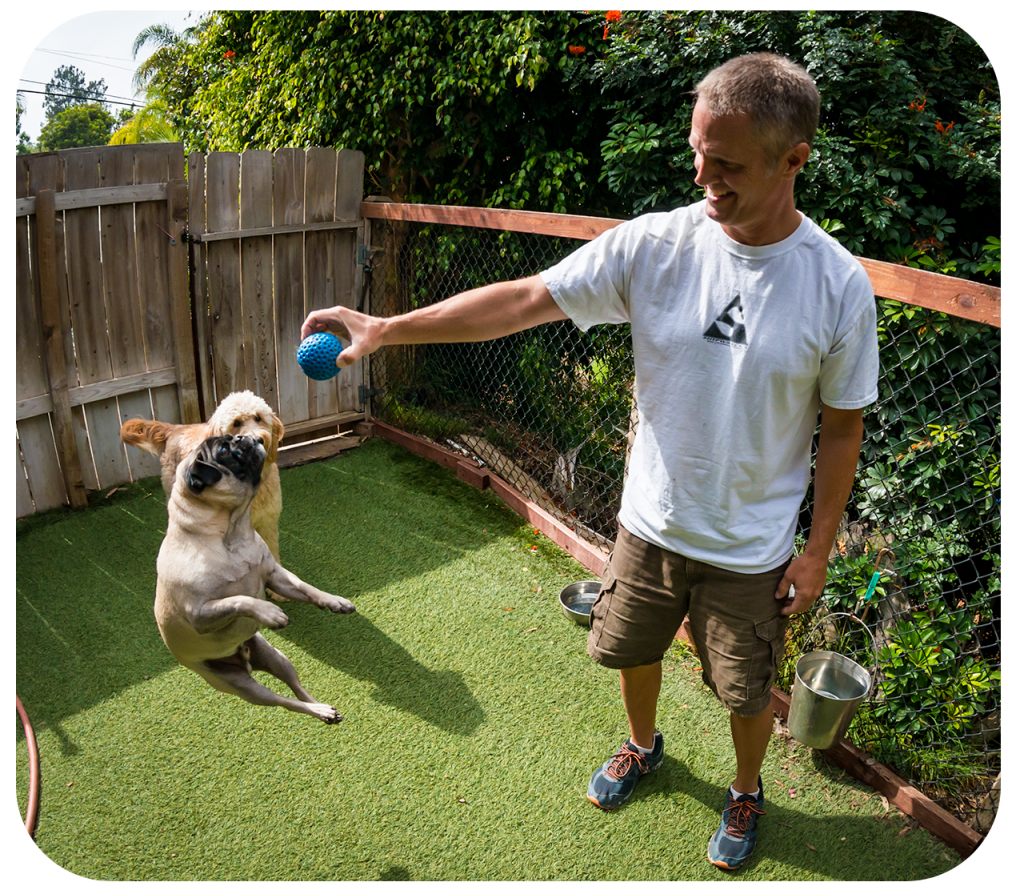 Happy dogs at Coastal Pet Sitters!