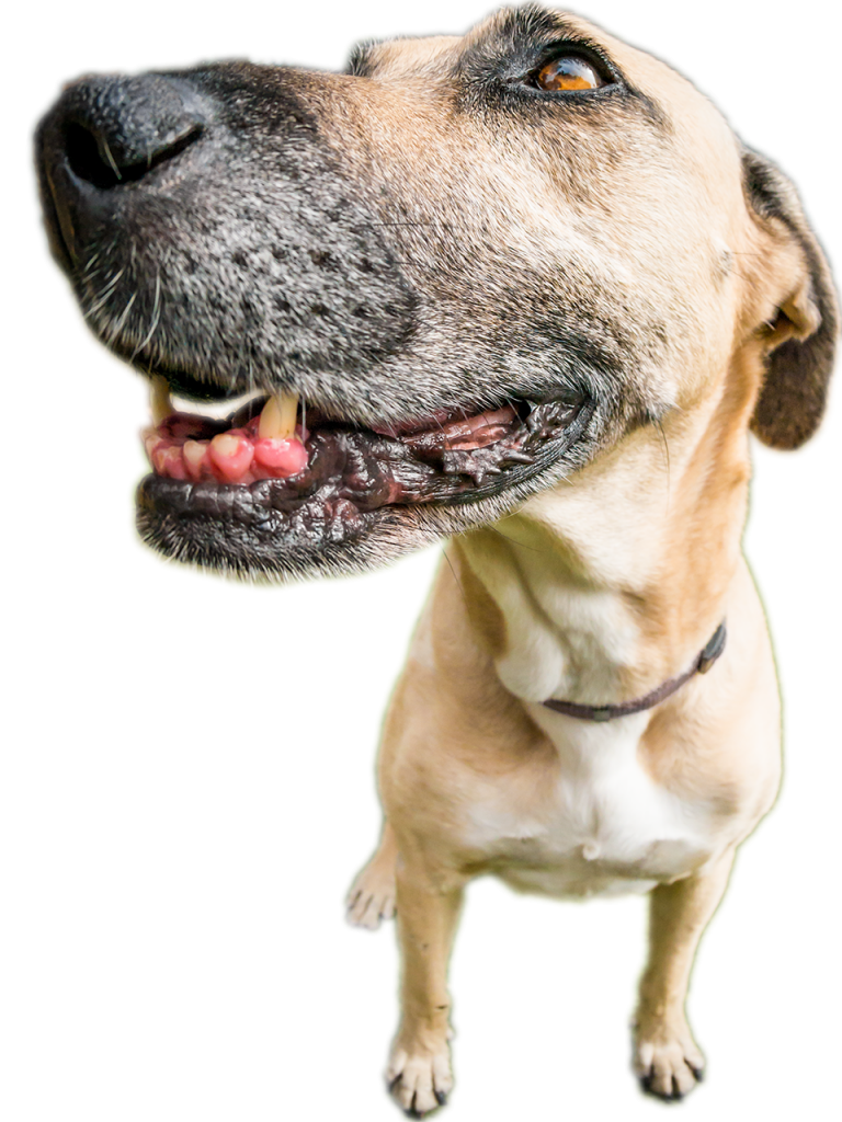 Pet Sitters Dog Boarding Coastal Pet Sitters