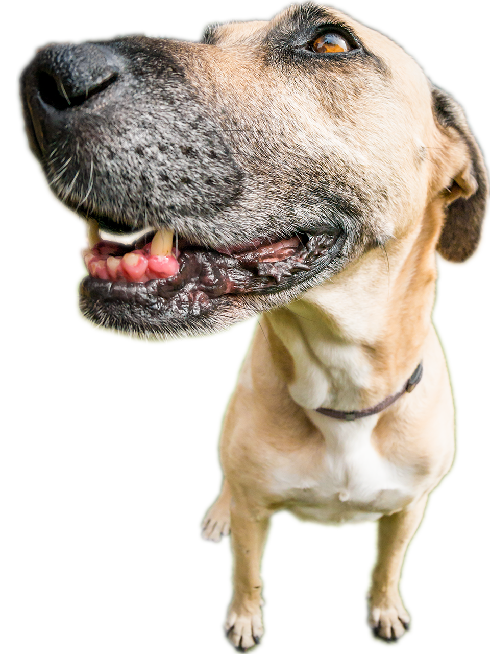 Pet Sitters Dog Boarding Coastal Pet Sitters